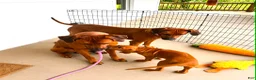 Rhodesian Ridgeback dogs for sale: Rhodesian Ridgeback -Bright  Yellow  - Ad 6