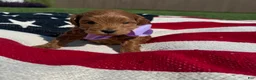 Mini Goldendoodle dogs for sale: Mini Goldendoodle 5 - Ad 3