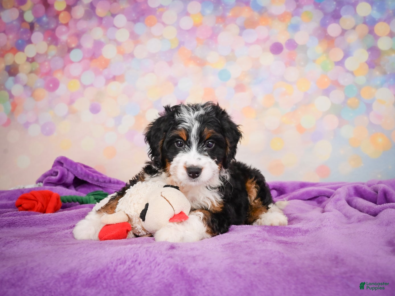Mini Bernedoodle dogs Stella - Ad 2