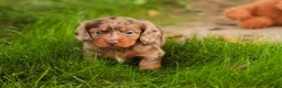 Miniature Dachshund dogs for sale: Macintosh Miniature Dachshund  - Ad 5