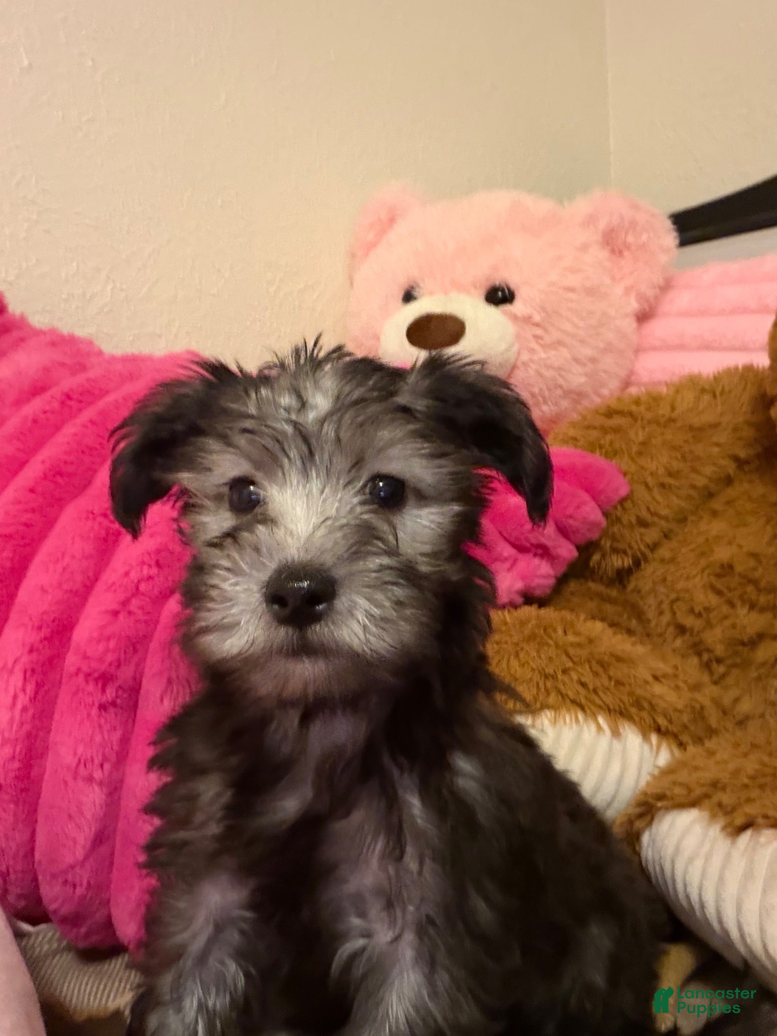 Maltipoo dogs Hermés - Ad 13