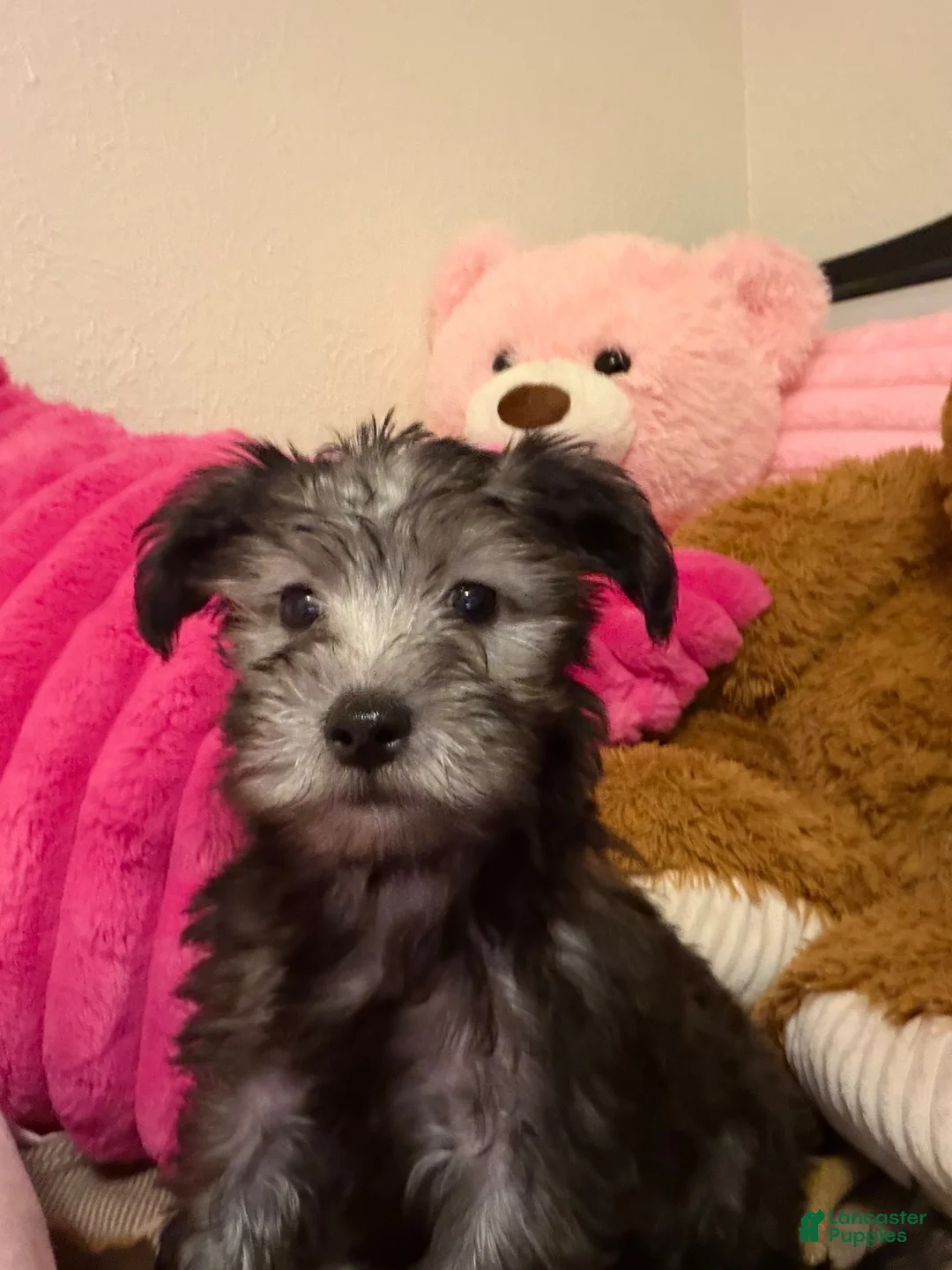 Maltipoo dogs for sale: Hermés - Ad 1