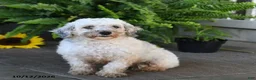 Mixed Breed dogs for sale: Minnie - Ad 4