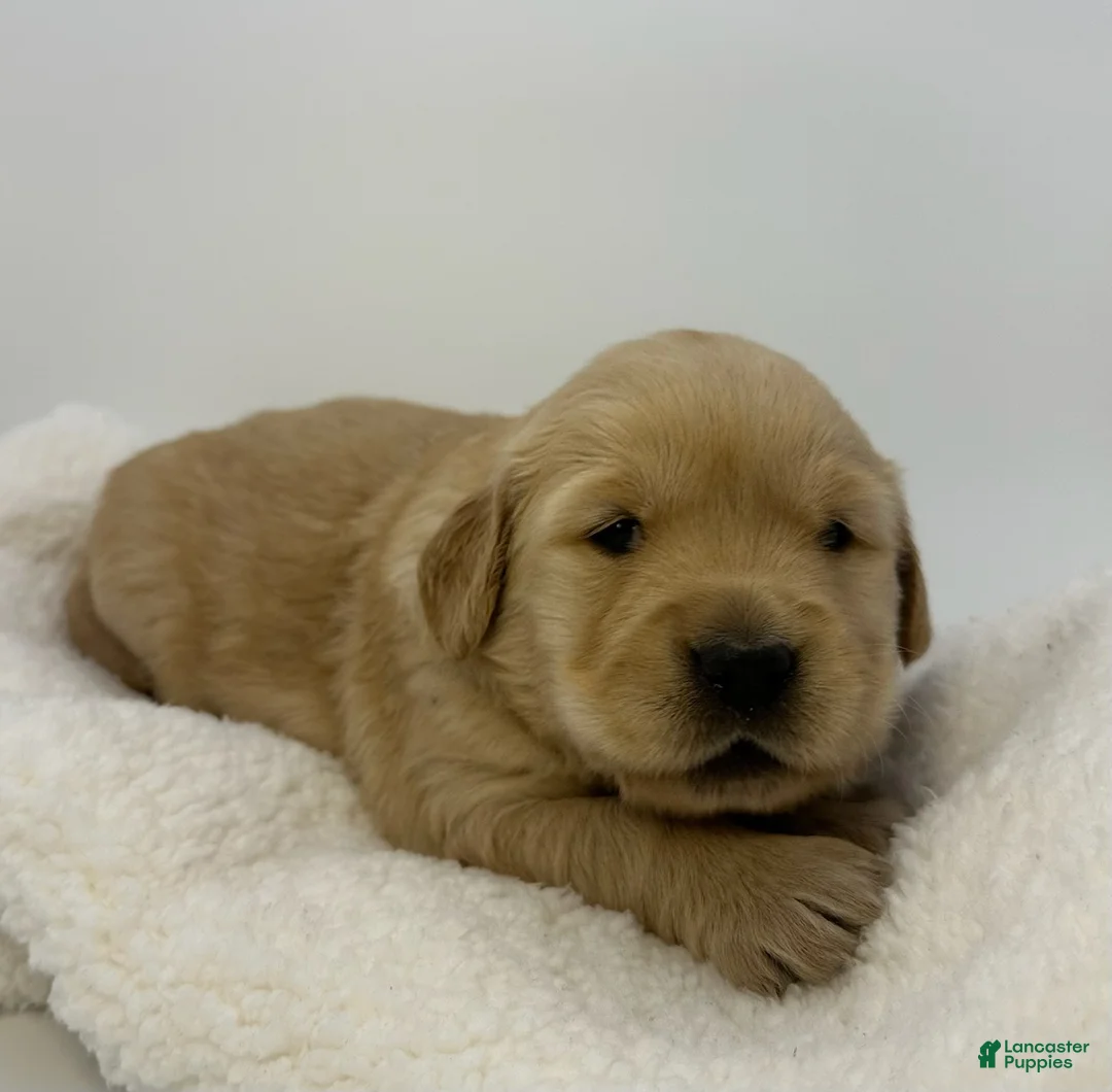 Golden Retriever dogs for sale: Girl 1 - Ad 1