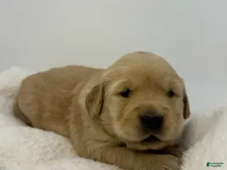 Golden Retriever dogs for sale: Girl 1 - Ad 2