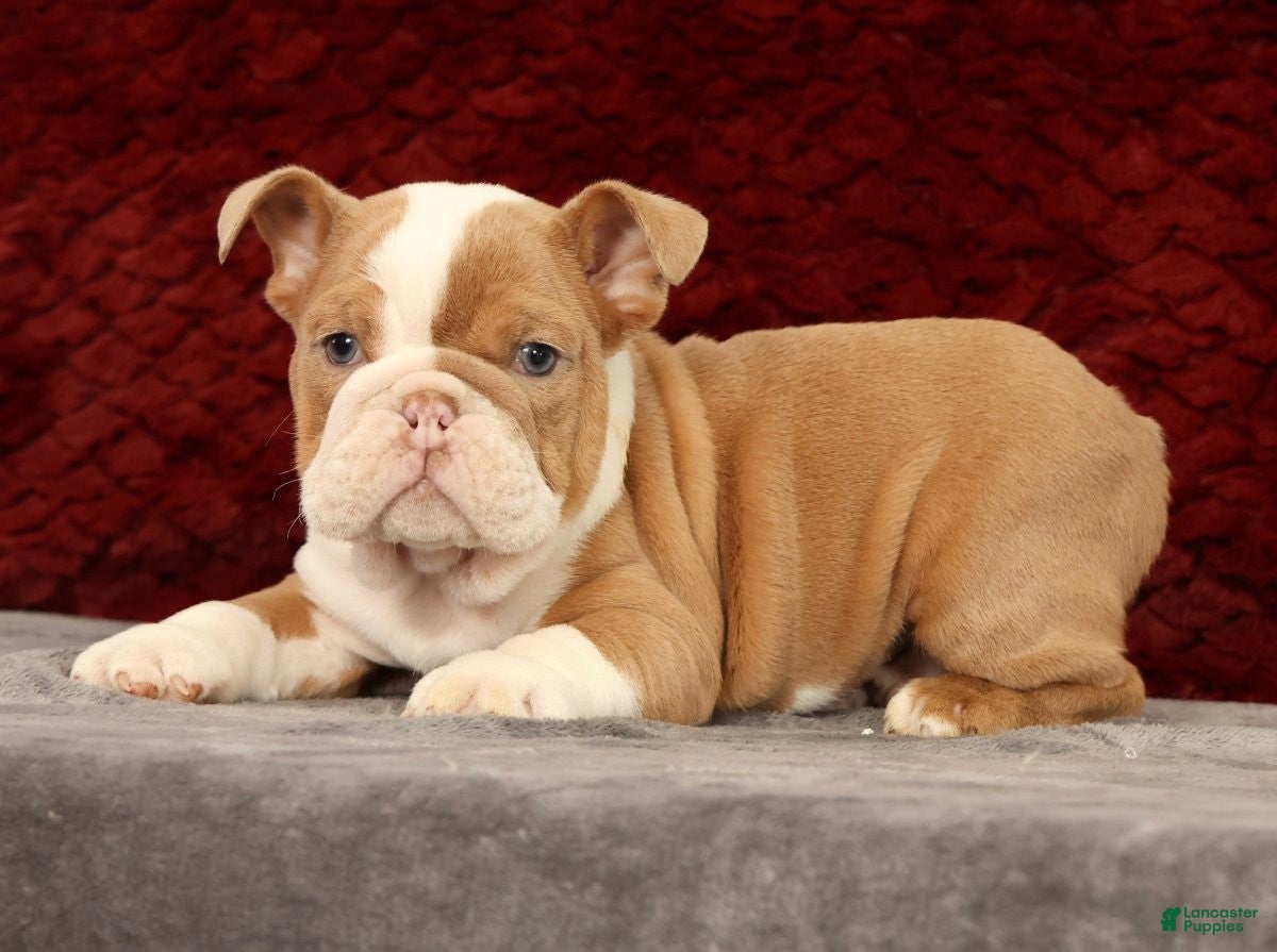 English Bulldog dogs for sale: English Bulldog Puppy 2 - Ad 4