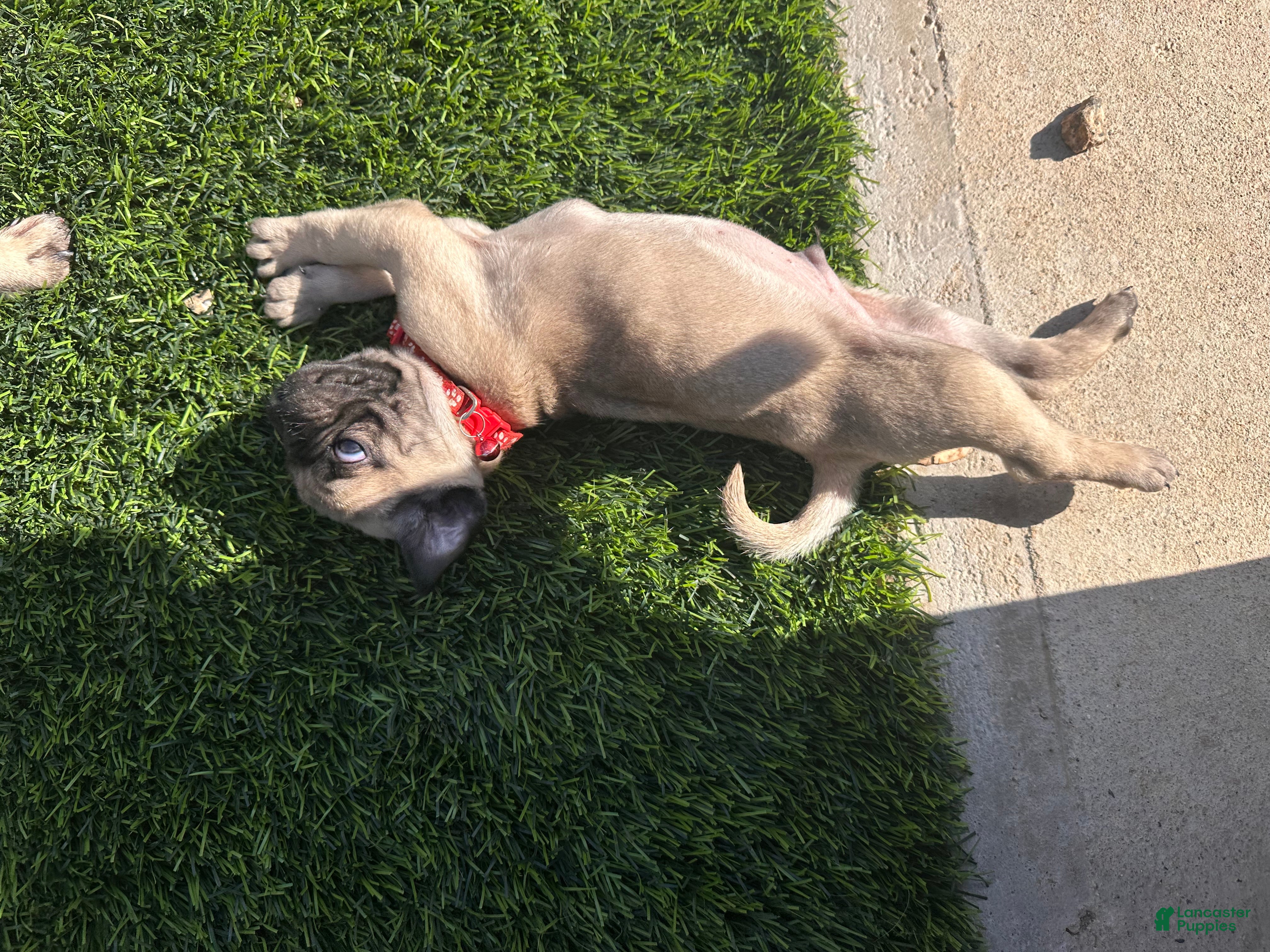 Pug dogs for sale: Pug Puppy 2 red - Ad 2