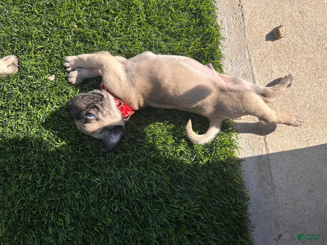 Pug dogs for sale: Pug Puppy 2 red - Ad 1