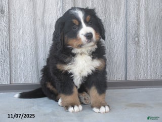 Bernese Mountain Dog dogs - Ad 6
