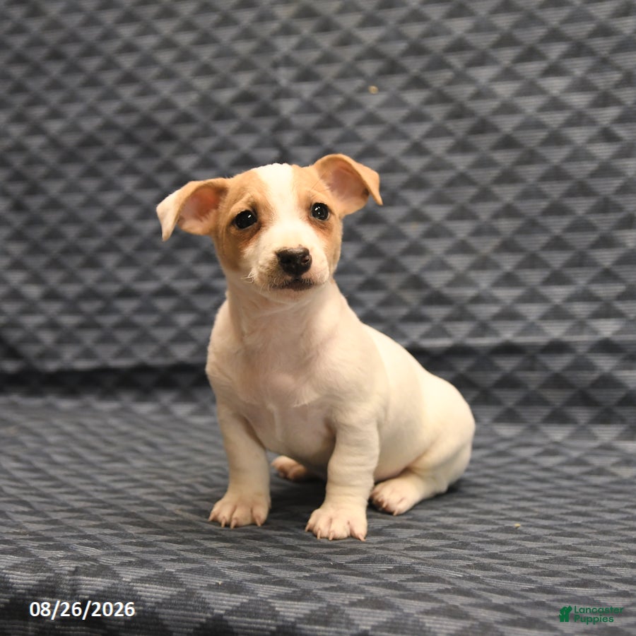 Jack Russell Terrier dogs Mikey - Ad 1