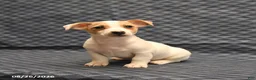 Jack Russell Terrier dogs for sale: Mikey - Ad 1