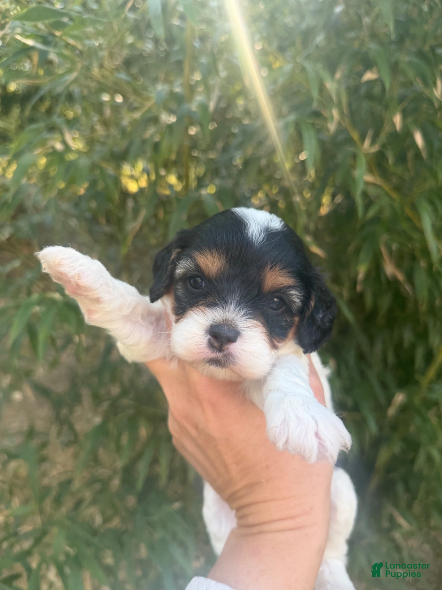 Cavapoo dogs Carla - Ad 28