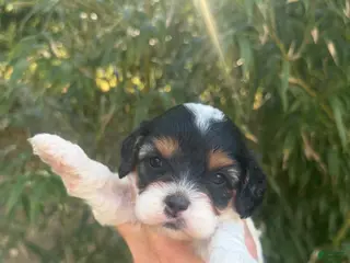 Cavapoo dogs Carla - Ad 35