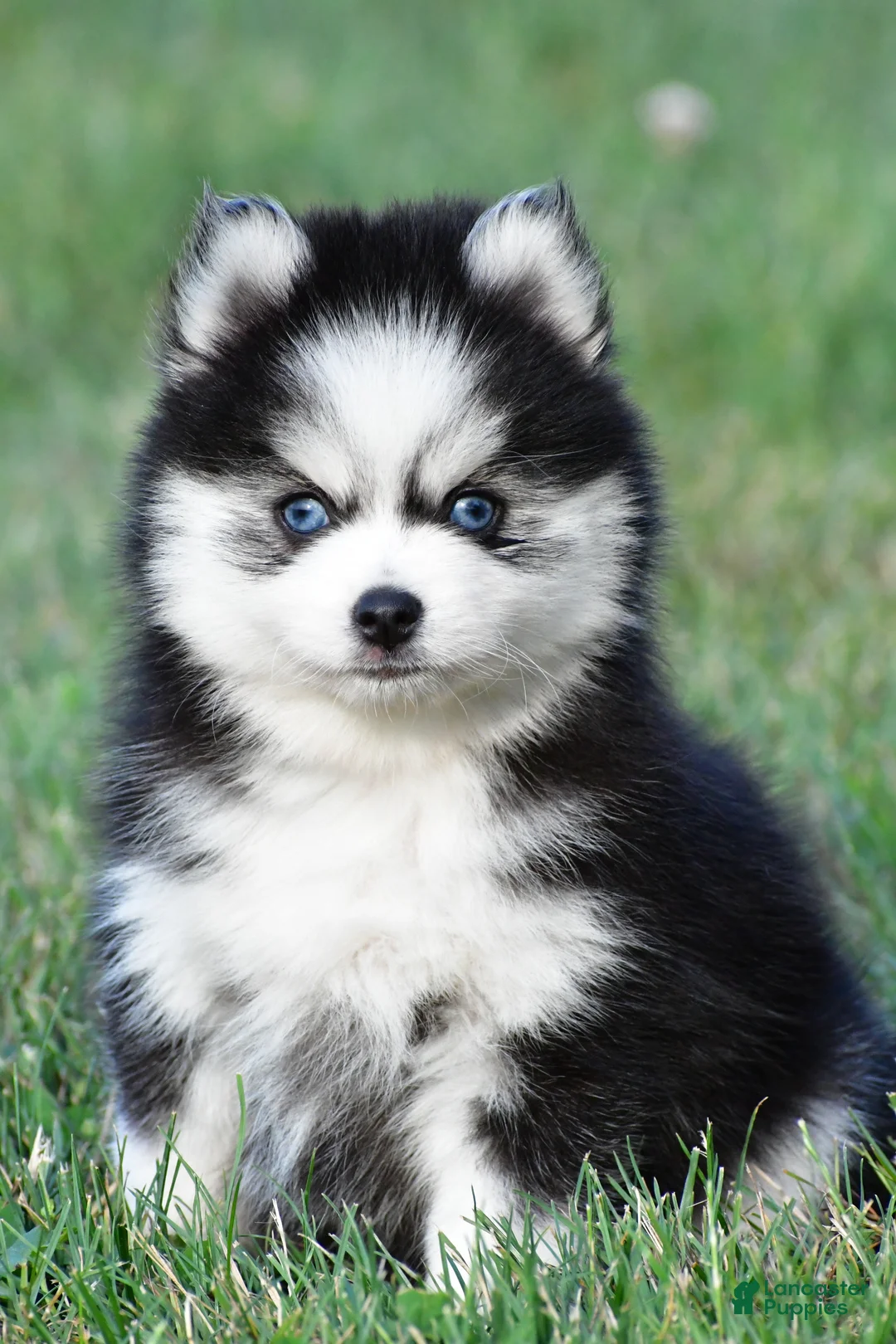 Pomsky dogs for sale: Patrick - Ad 1