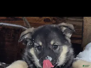 Norwegian Elkhound dogs Norwegian Elkhound Puppy 2 - Ad 24