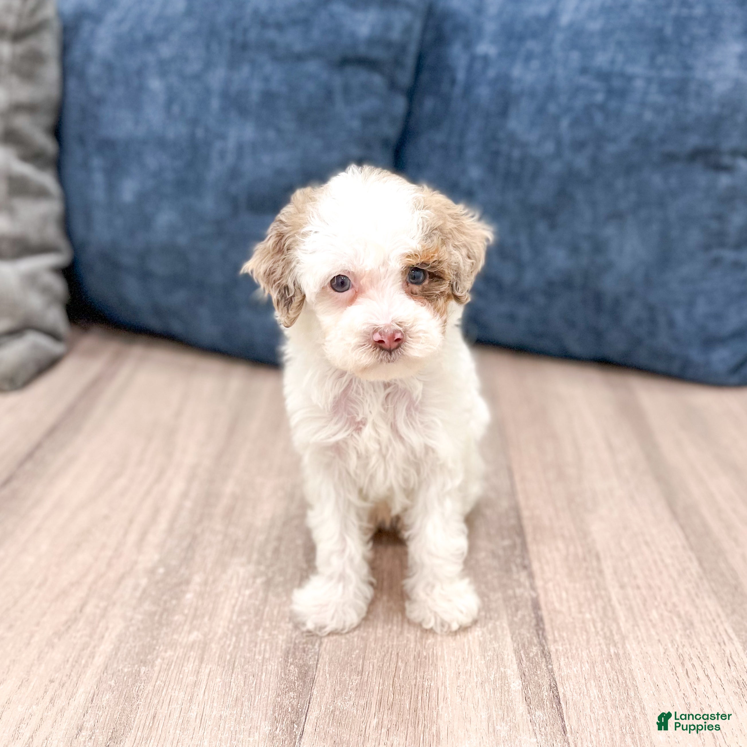 Miniature Poodle dogs for sale: Jasmine - Ad 3