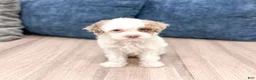 Miniature Poodle dogs for sale: Jasmine - Ad 1