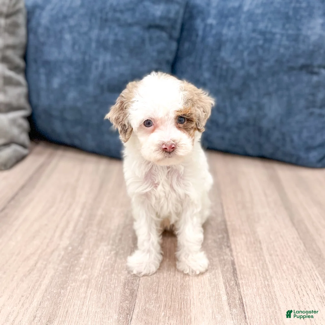 Miniature Poodle dogs for sale: Jasmine - Ad 1