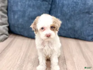 Miniature Poodle dogs for sale: Jasmine - Ad 3