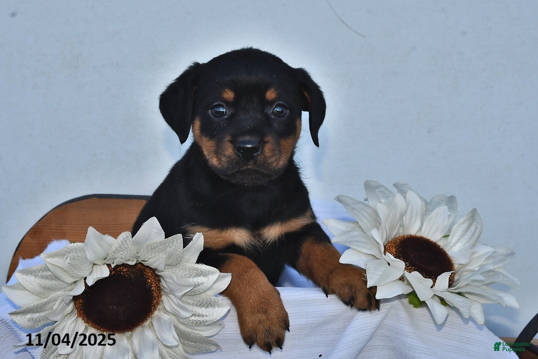 Rottweiler dogs for sale: Mya - Ad 1
