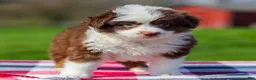Miniature Australian Shepherd dogs for sale: Dena - Ad 3