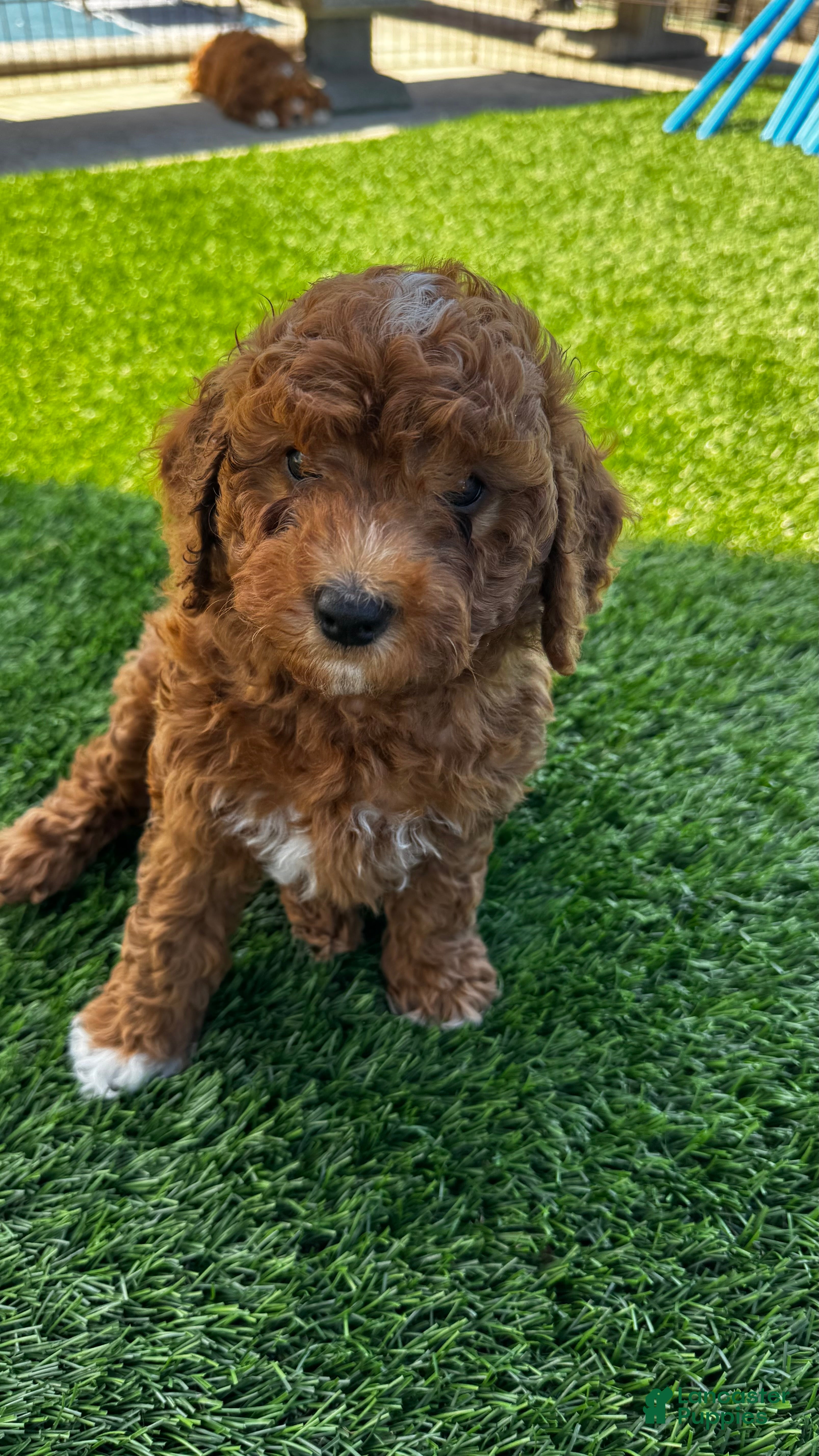 Mini Goldendoodle dogs for sale: Chia - Ad 2