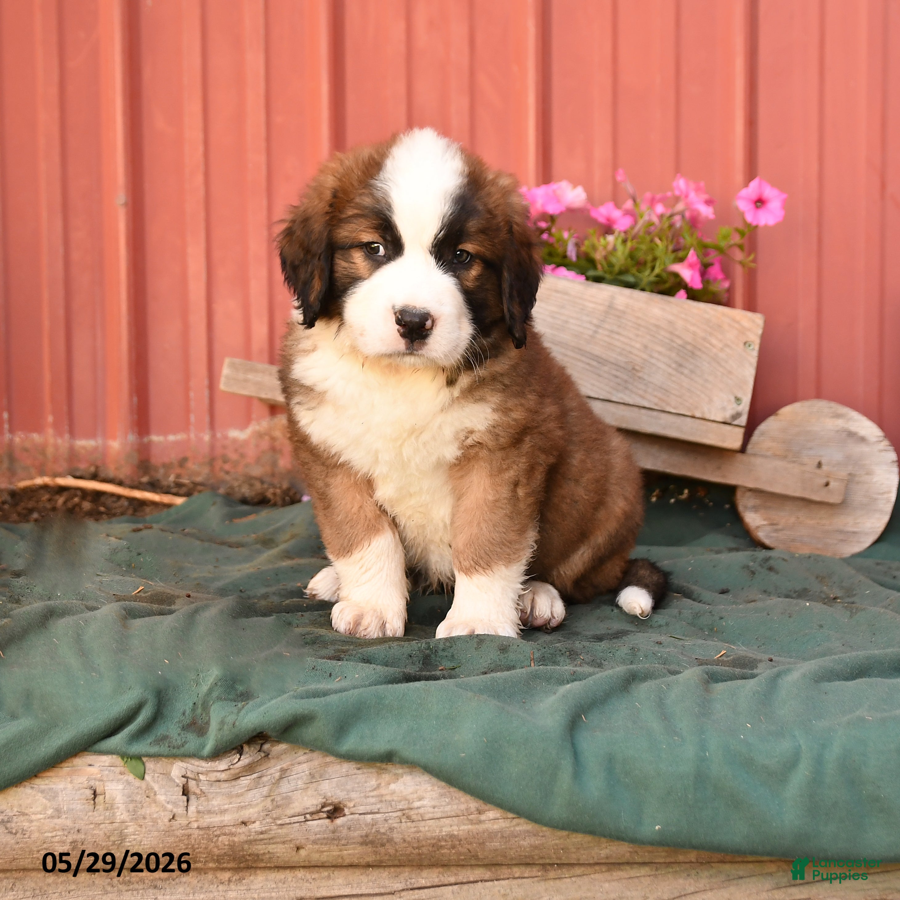 Mixed Breed dogs for sale: Klaus - Ad 1