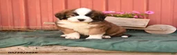 Mixed Breed dogs for sale: Klaus - Ad 1