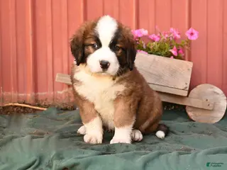 Mixed Breed dogs for sale: Klaus - Ad 1