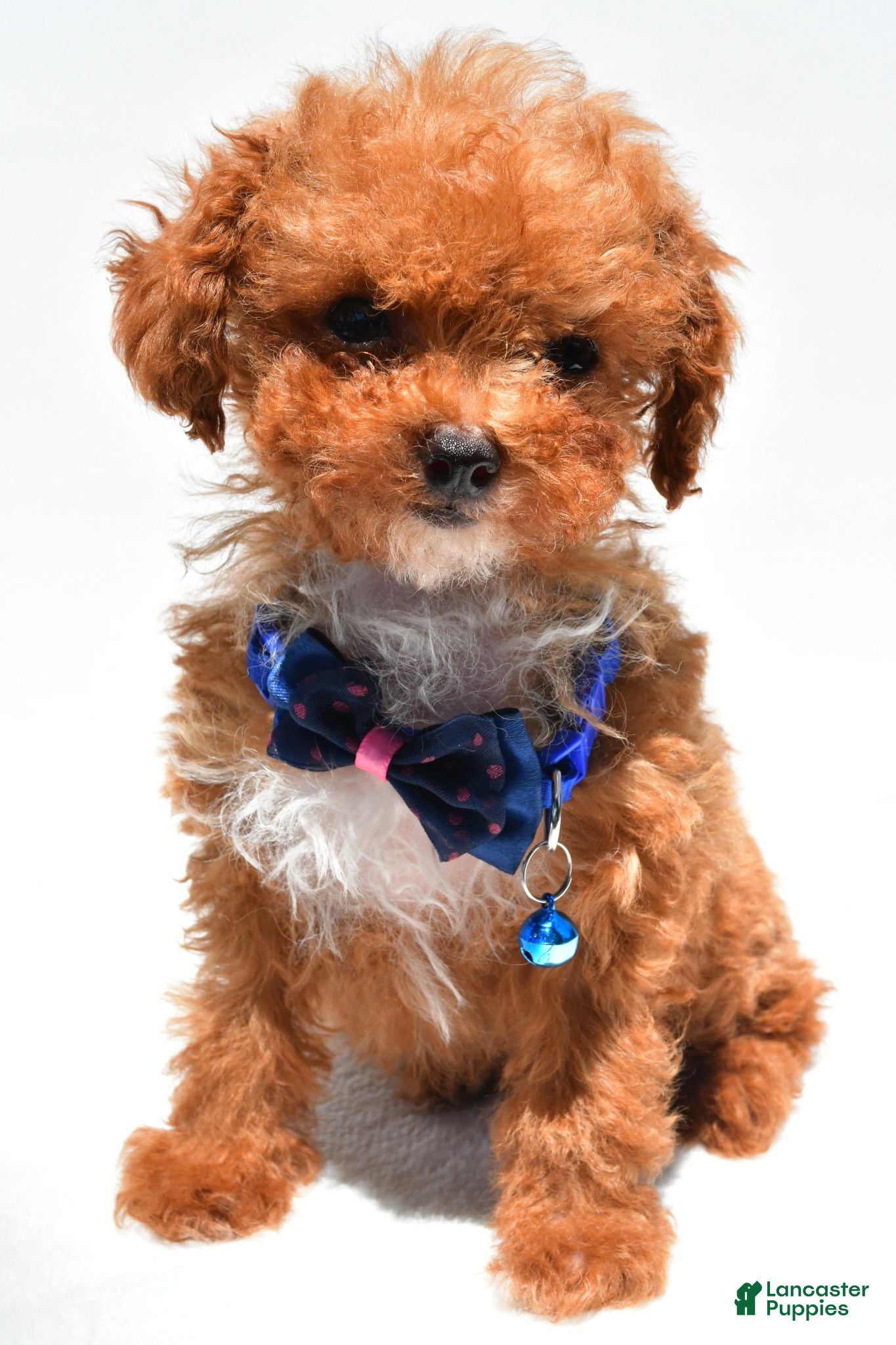 Toy Poodle dogs Issac - Ad 2