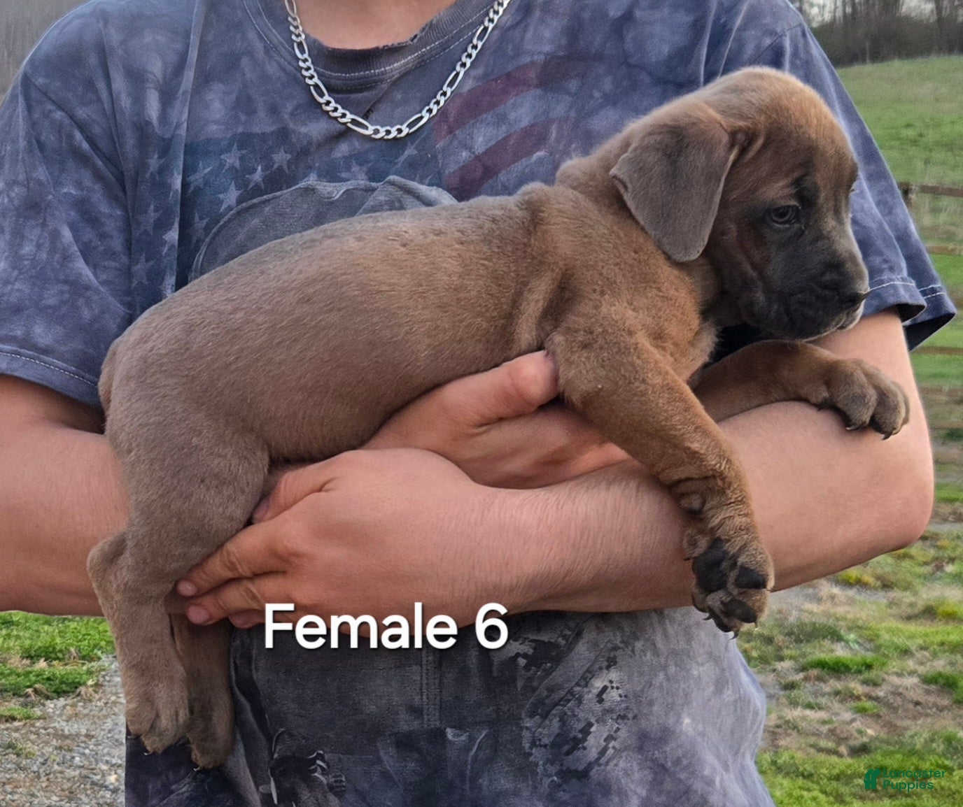 Mixed Breed dogs Hawks Angel - Ad 5