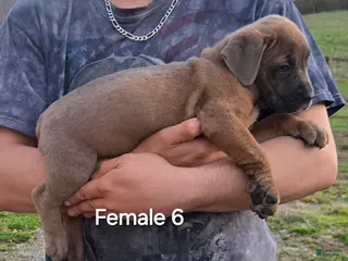 Mixed Breed dogs Hawks Angel - Ad 1