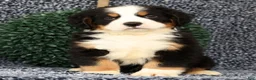 Bernese Mountain Dog dogs for sale: Zeke - Ad 3