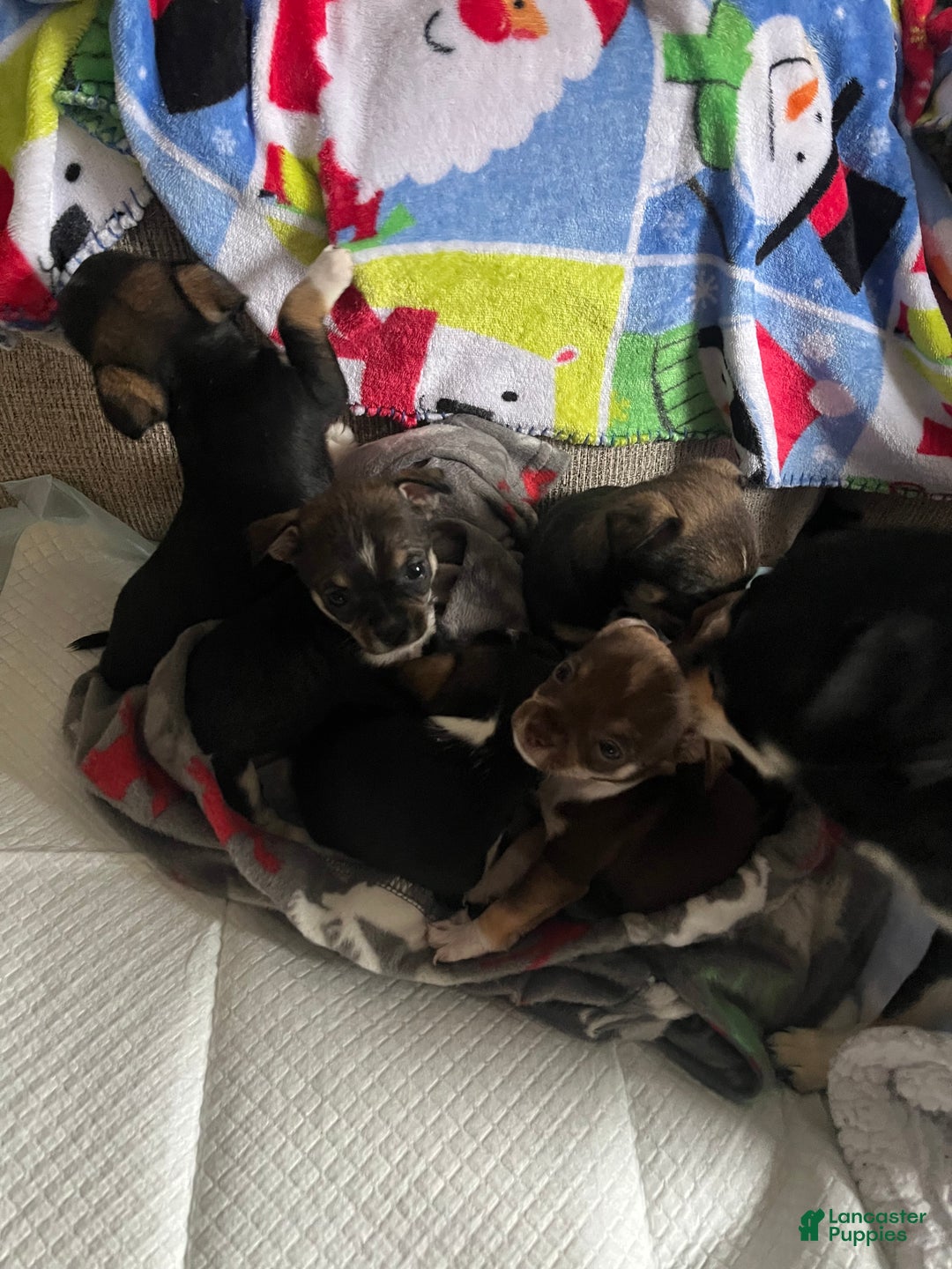 Chihuahua dogs for sale: Chihuahua Puppy 3 - Ad 11