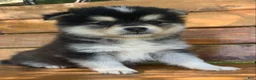 Alaskan Klee Kai dogs for sale: Little Darling~~Chloe!!! - Ad 3