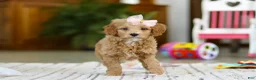 Mini Goldendoodle dogs for sale: Phoebe - Ad 3