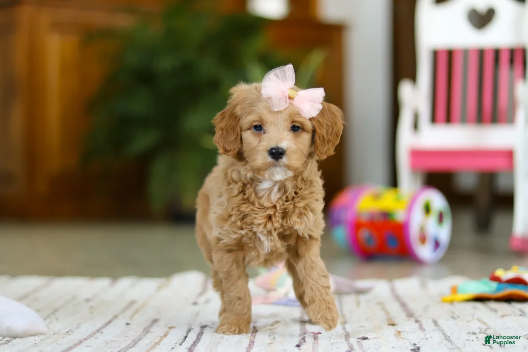 Mini Goldendoodle dogs for sale: Phoebe - Ad 3