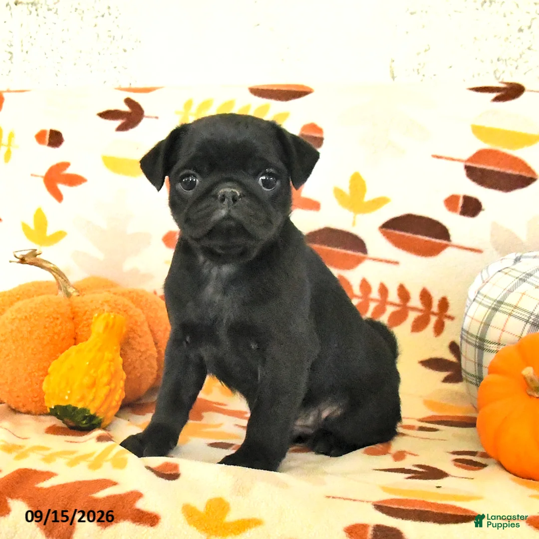Pug dogs for sale: Charlie - Ad 1