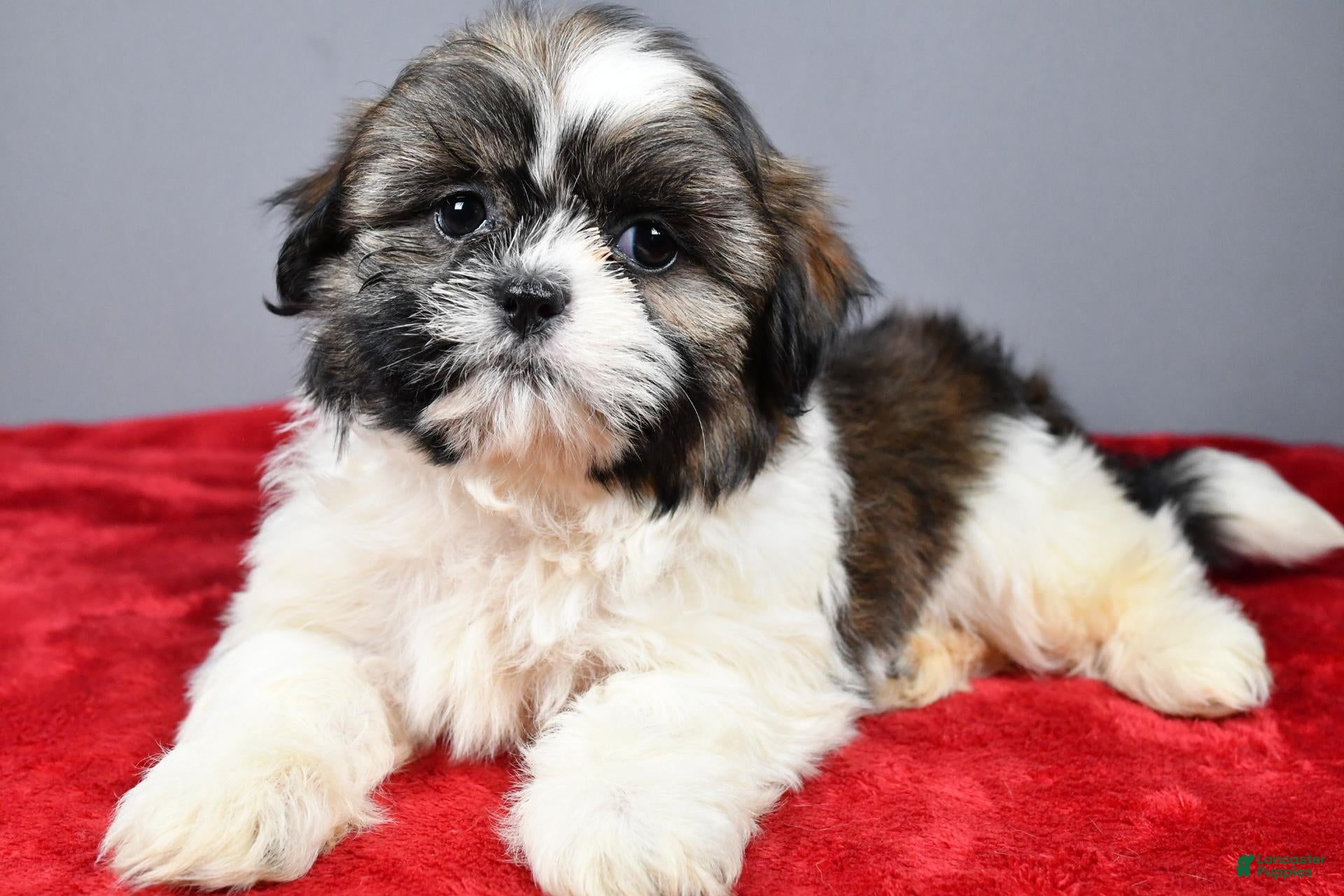 Shih Tzu dogs Tucker - Ad 2