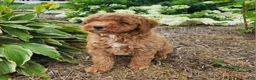 Miniature Poodle dogs for sale: Buster  - Ad 3