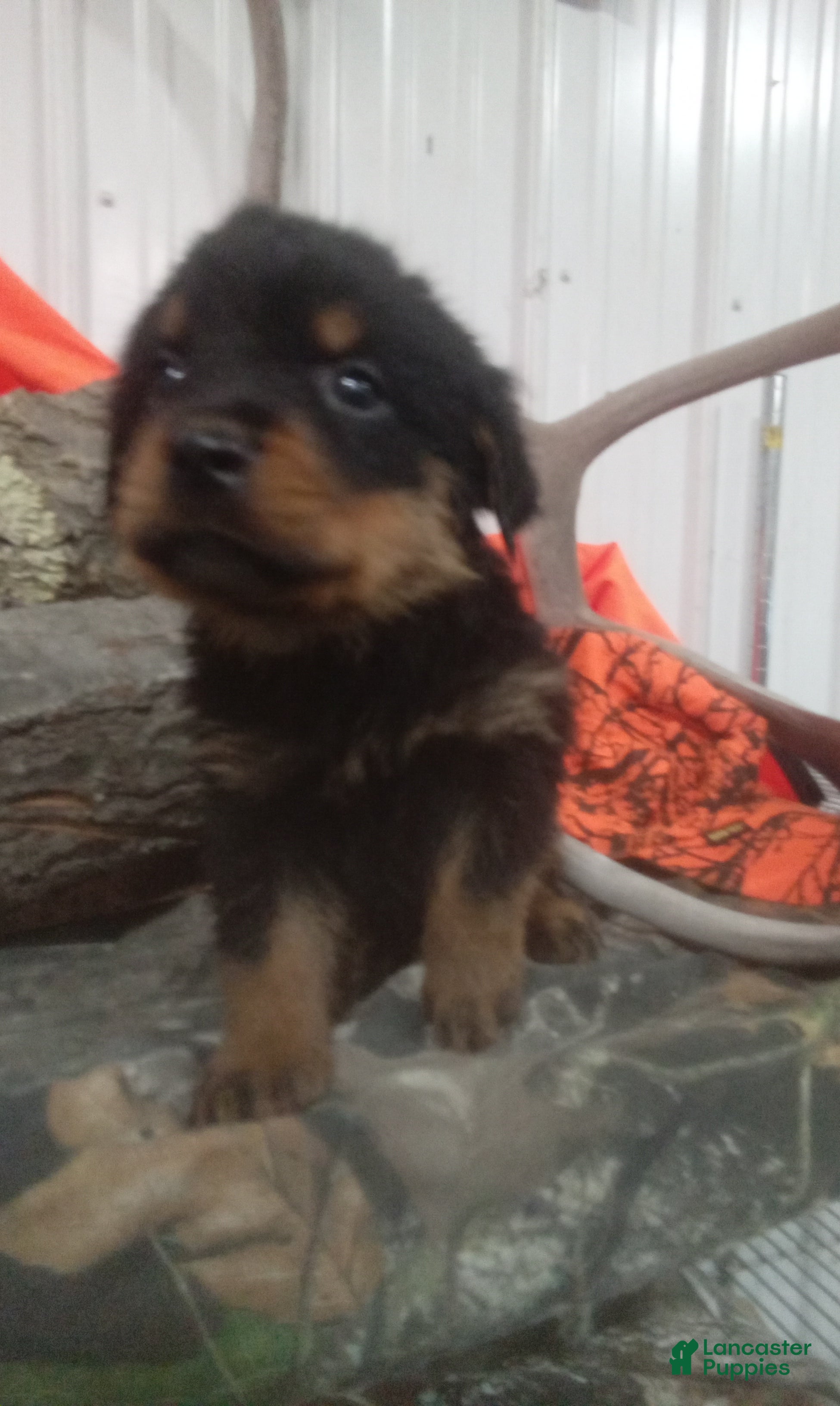 Rottweiler dogs Max - Ad 2