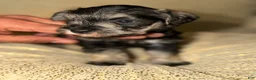 Schnauzer dogs for sale: Schnauzer Puppy 3 - Ad 8