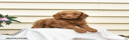 Aussiedoodle dogs for sale: Rowdy - Ad 3