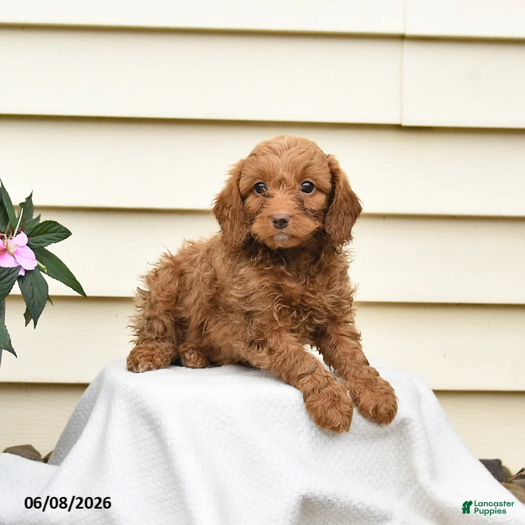Aussiedoodle dogs for sale: Rowdy - Ad 3
