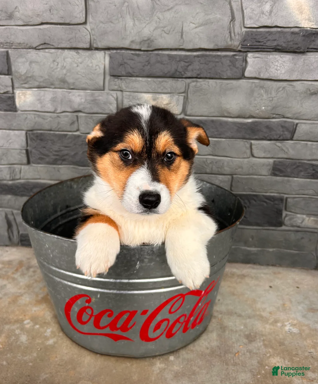 Welsh Corgi Pembroke dogs for sale: Cleo - Ad 4