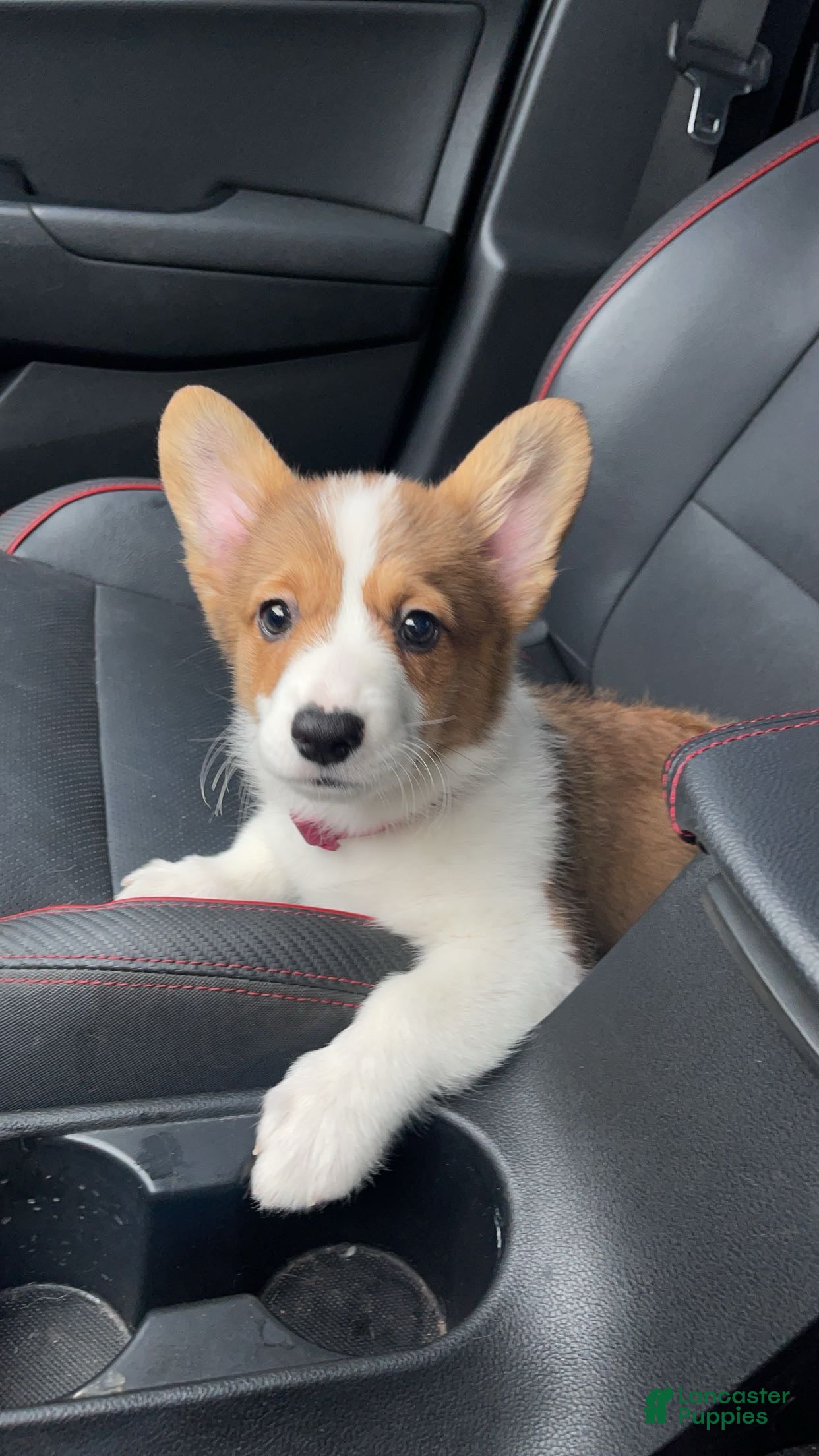 Welsh Corgi Pembroke dogs for sale: Maple - Ad 1