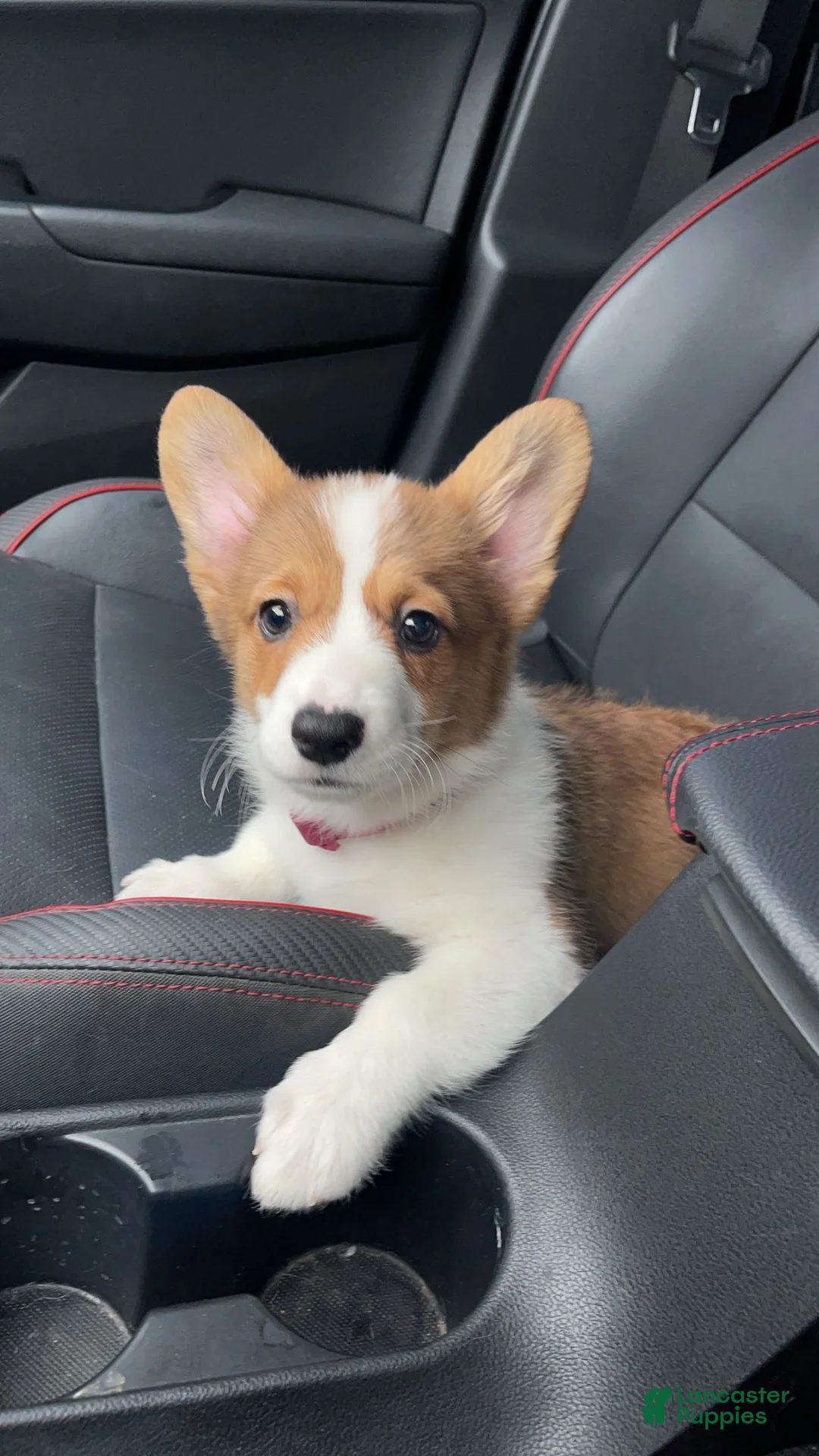 Welsh Corgi Pembroke dogs for sale: Maple - Ad 1