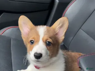 Welsh Corgi Pembroke dogs for sale: Maple - Ad 2