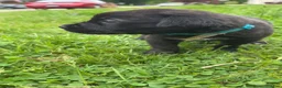 Cane Corso dogs for sale: Lilith  - Ad 2