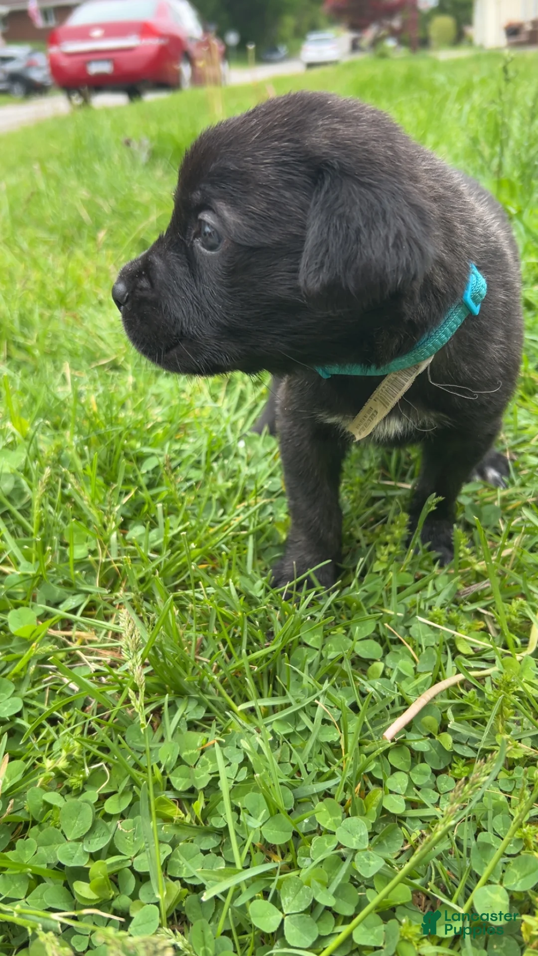 Cane Corso dogs for sale: Lilith  - Ad 2